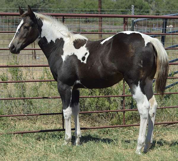 tobiano-horse