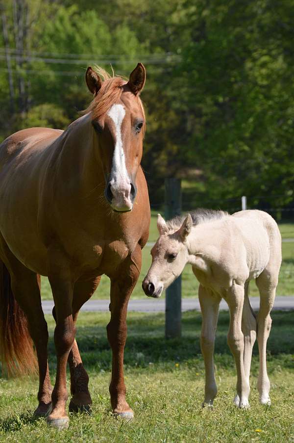 red-dun-breeding-companion-horse