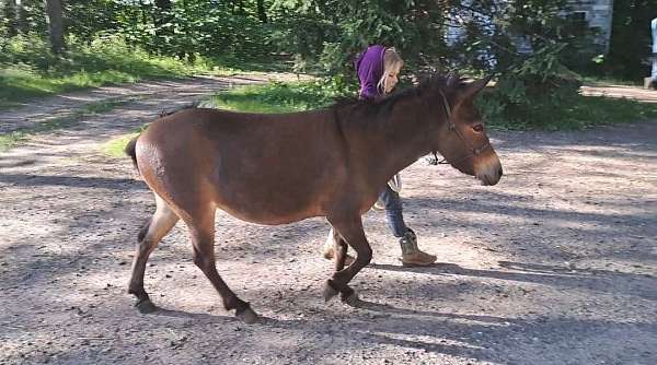 mule-mare