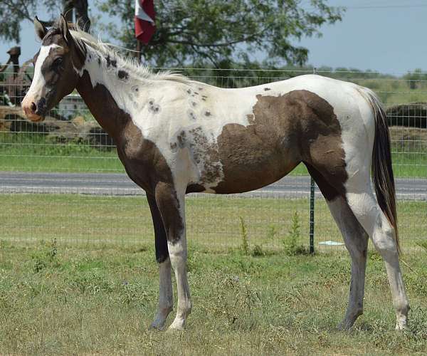 tobiano-horse