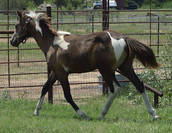 tobiano-horse