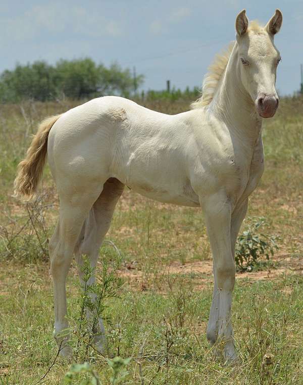perlino-double-dilute-paint-horse