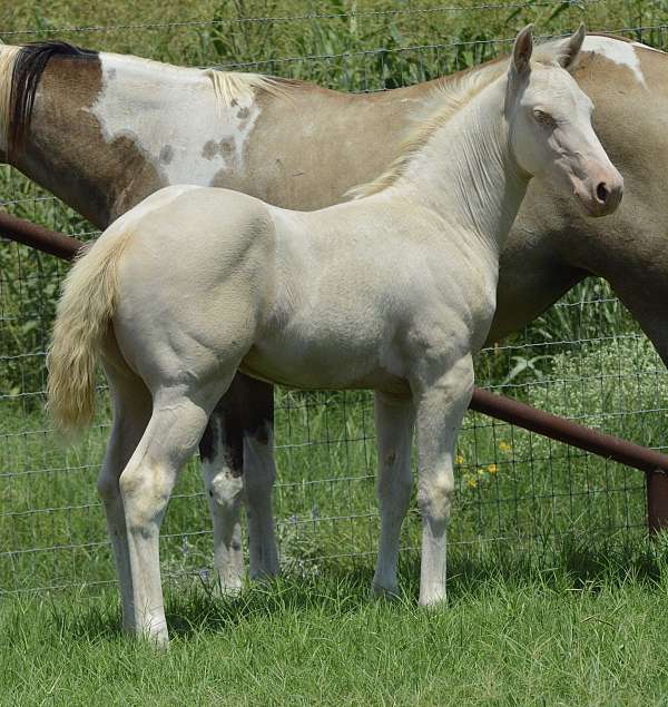 perlino-double-dilute-paint-horse