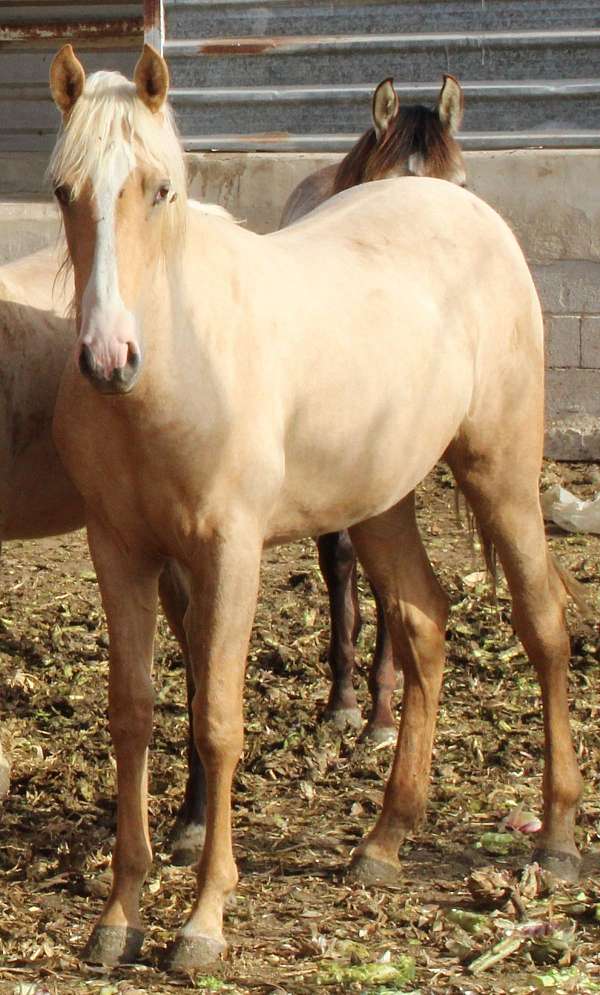 dressagehorse-filly