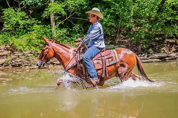 ranch-work-quarter-horse