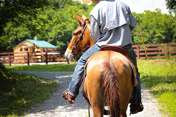 trail-quarter-horse