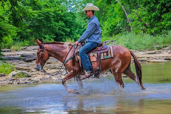 experienced-quarter-horse