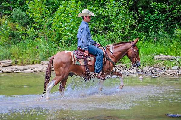 flashy-quarter-horse