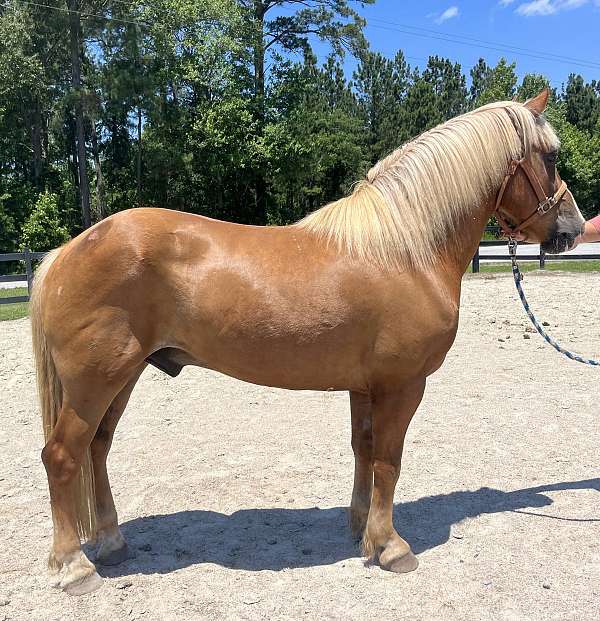 palomino-haflinger-gelding