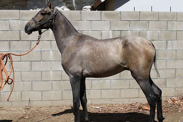 andlusian-andalusian-horse