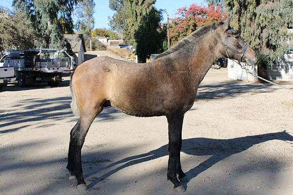 andlusian-andalusian-horse