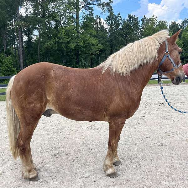 Dark Haflinger Gelding