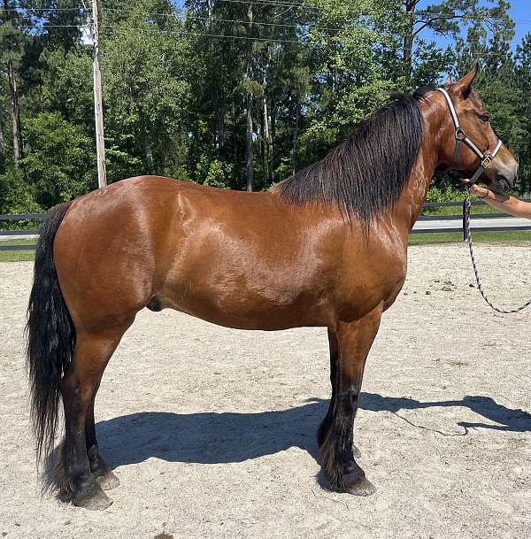 bay-draft-gelding