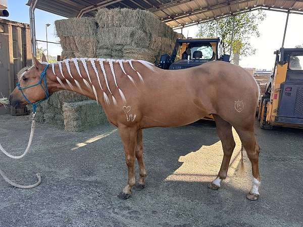 trail-riding-western-riding-quarter-horse