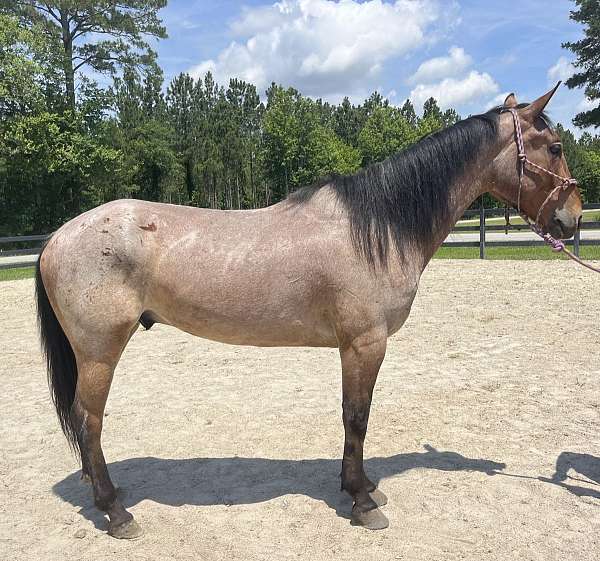 bay-roan-quarter-horse-gelding