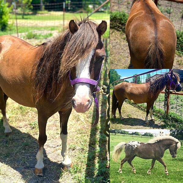 bay-appaloosa-pinto-mare-foal