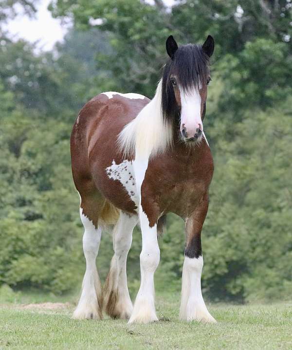 bay-white-horse