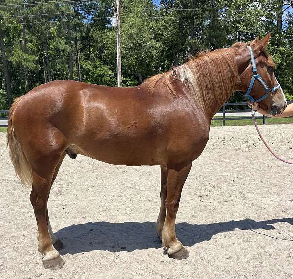 sorrel-draft-gelding