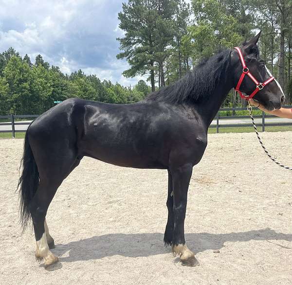 black-dutch-warmblood-gelding