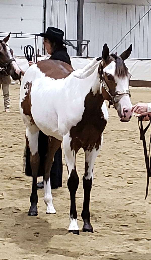 started-under-saddle-gelding-yearling