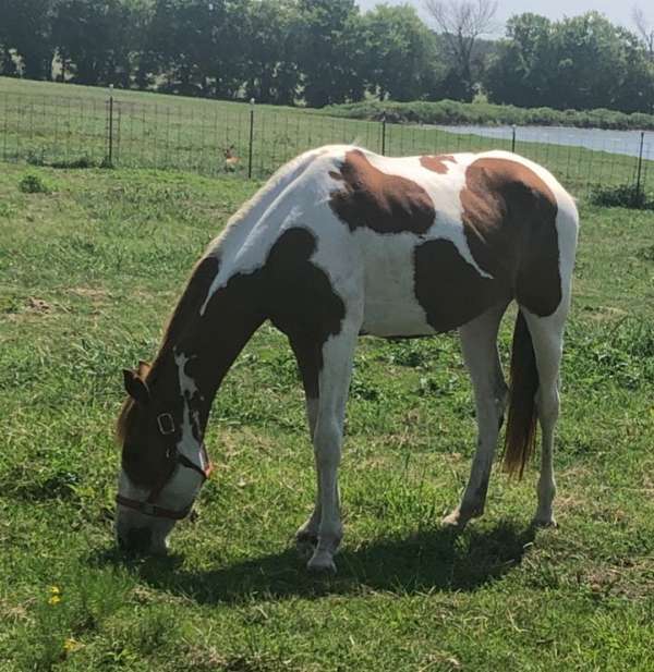 tennessee-walking-filly