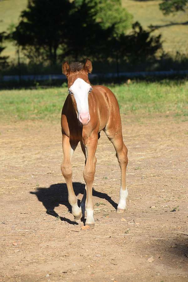 splash-blue-eyes-horse