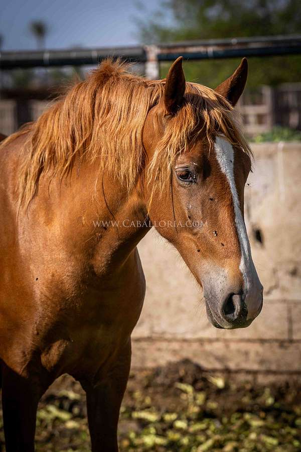 dressagehorse-mare