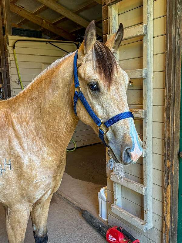 buckskin-athletic-ranch-horse