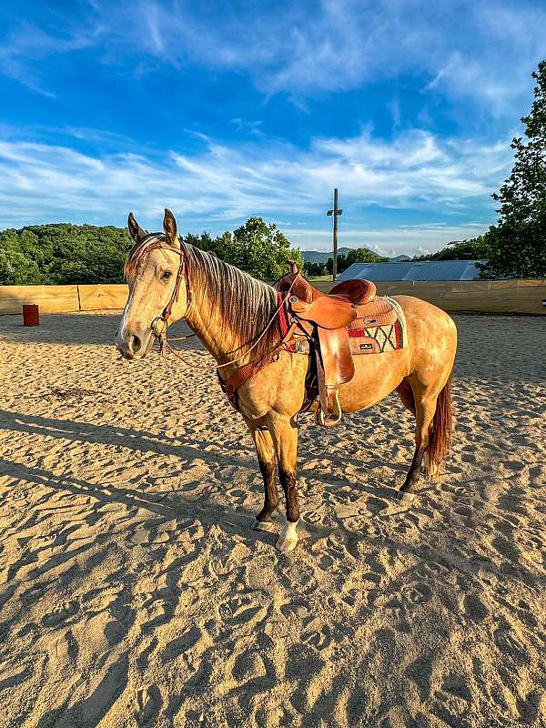 barrel-quarter-horse