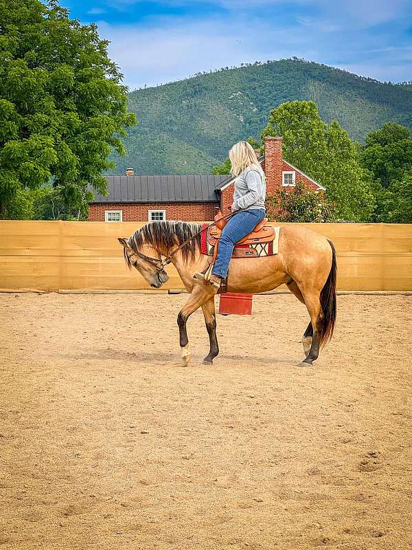 penning-quarter-horse