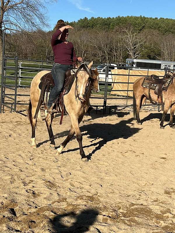 ranch-quarter-horse