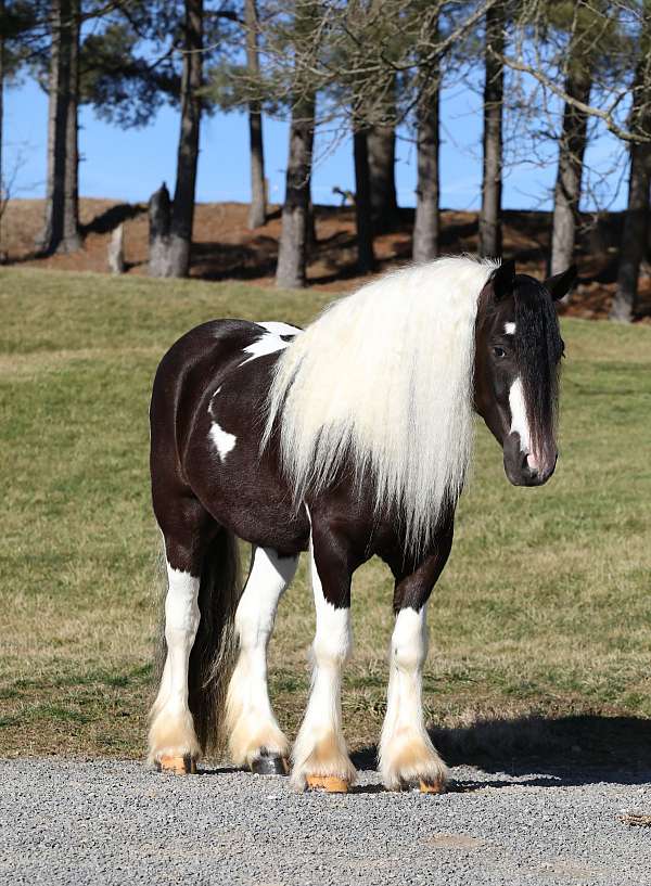 piebald-white-horse