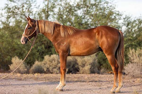 big-blaze-one-sock-bright-flaxen-mane-tail-horse