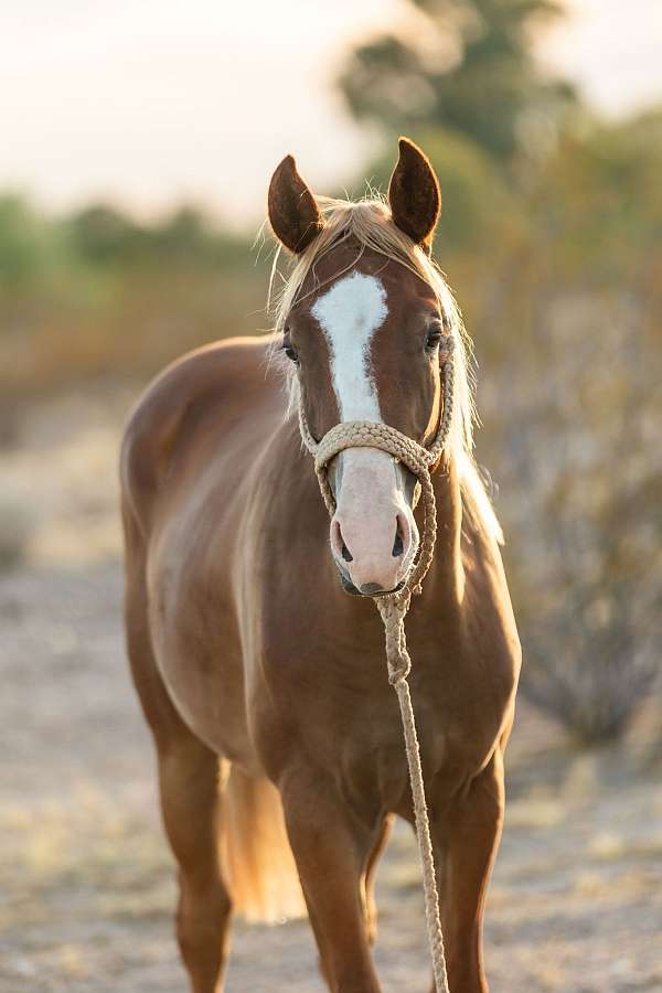 chestnut-big-blaze-one-sock-bright-flaxen-mane-tail-horse