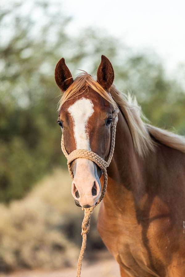 big-blaze-one-sock-bright-flaxen-mane-tail