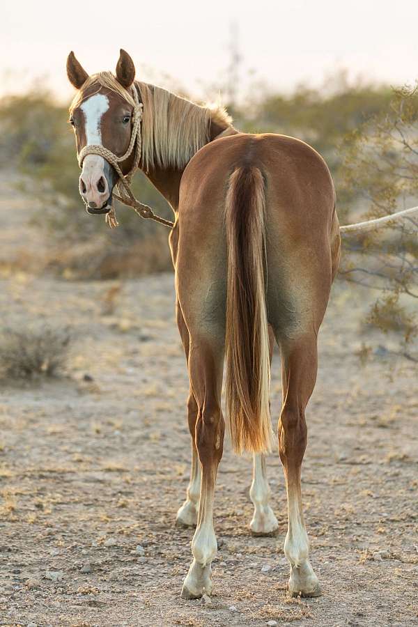 all-around-quarter-horse