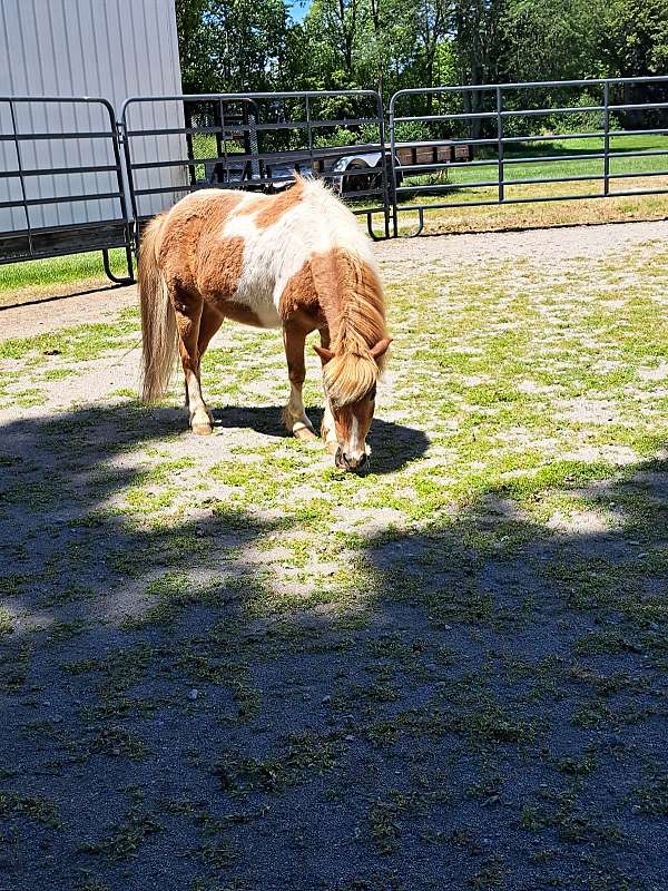 halter-project-miniature-horse