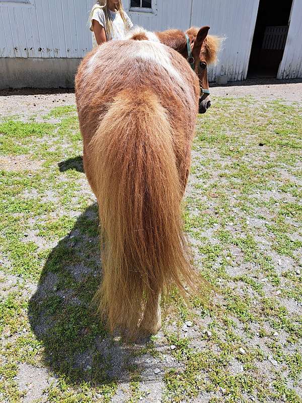 halter-project-gelding