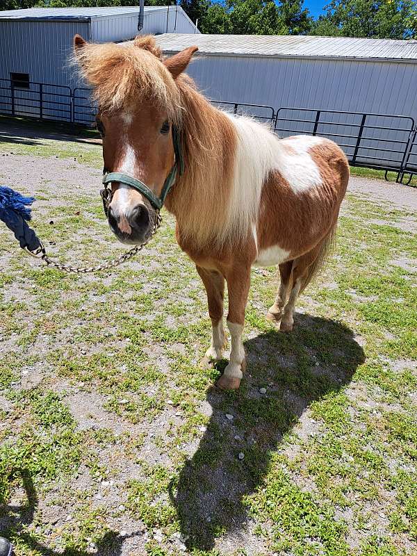 halter-project-horse