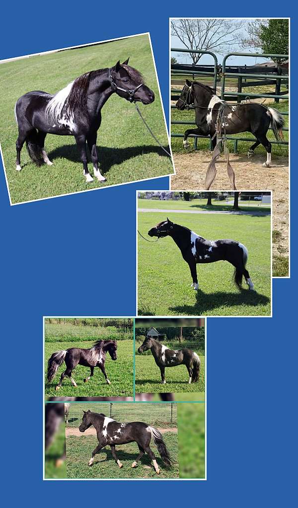 black-white-tobiano-pinto