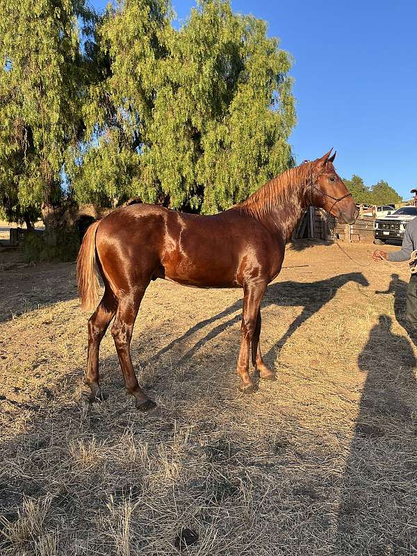 andalusian-cross-colt