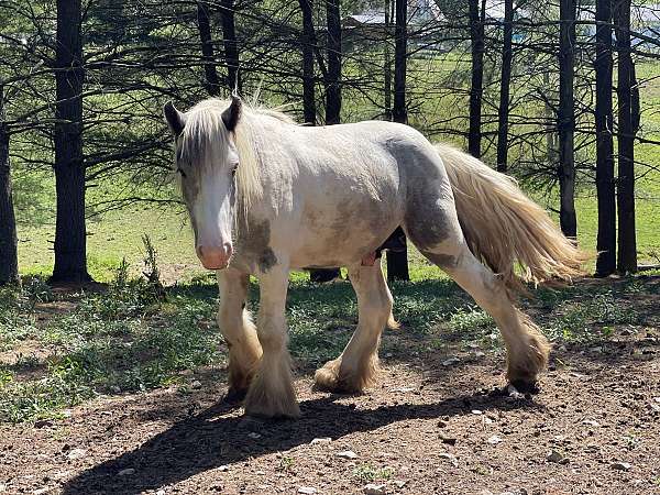 grey-tobiano-halter-stallion-horse