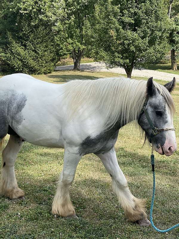 grey-tobiano-halter-stallion-horse