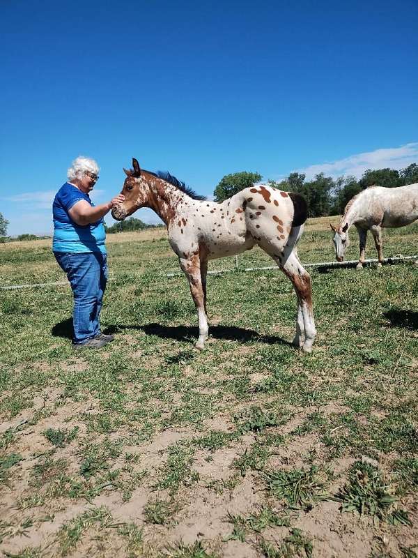 near-leopard-horse