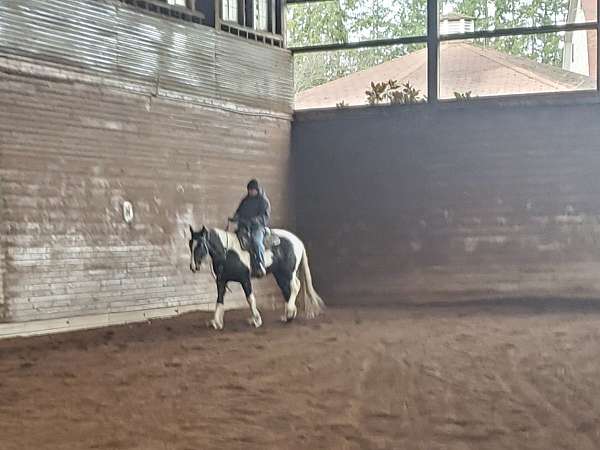 trained-gypsy-vanner-quarter-horse