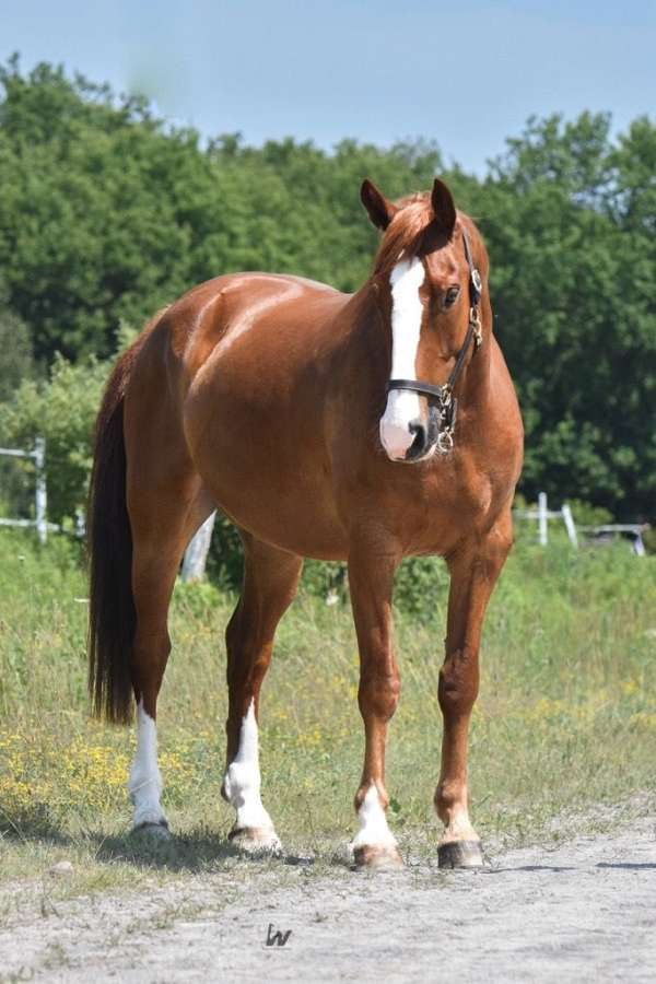 show-win-warmblood-horse