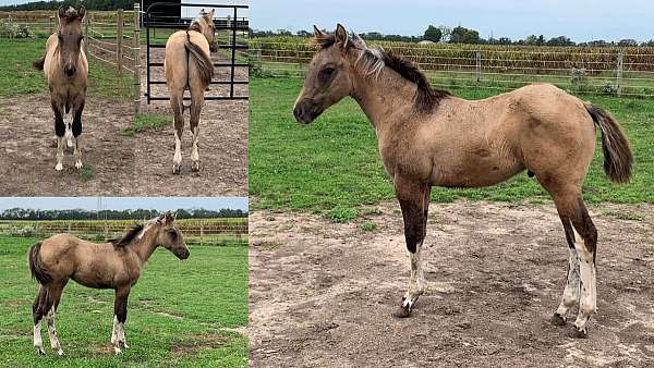 dunskin-apha-horse