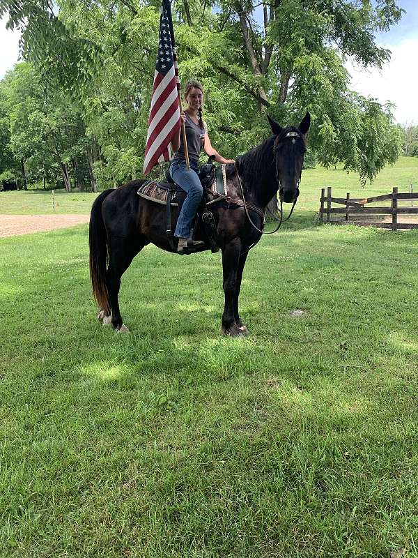 star-hind-socks-horse