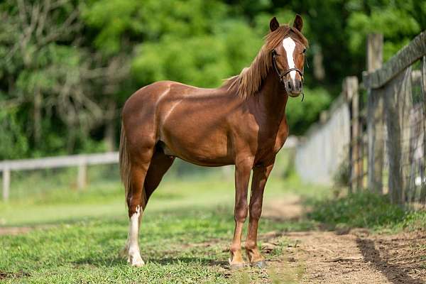 all-around-welsh-pony