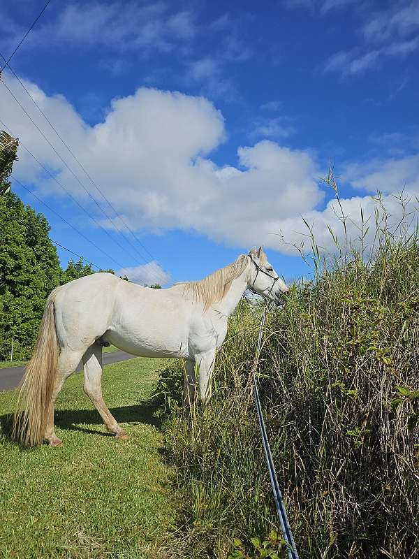 rodeo-belgian-horse